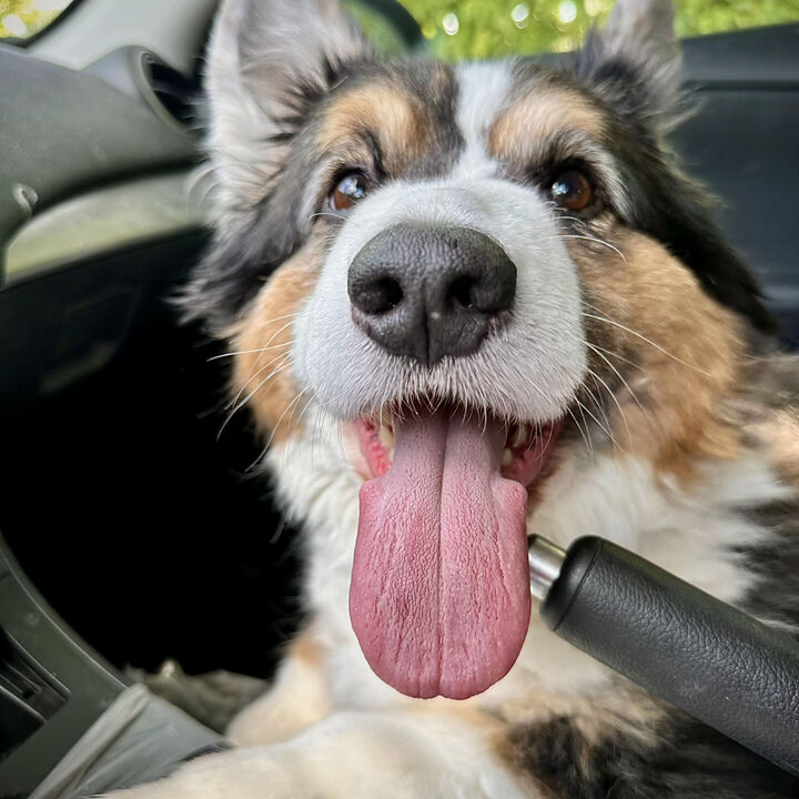 Rosie