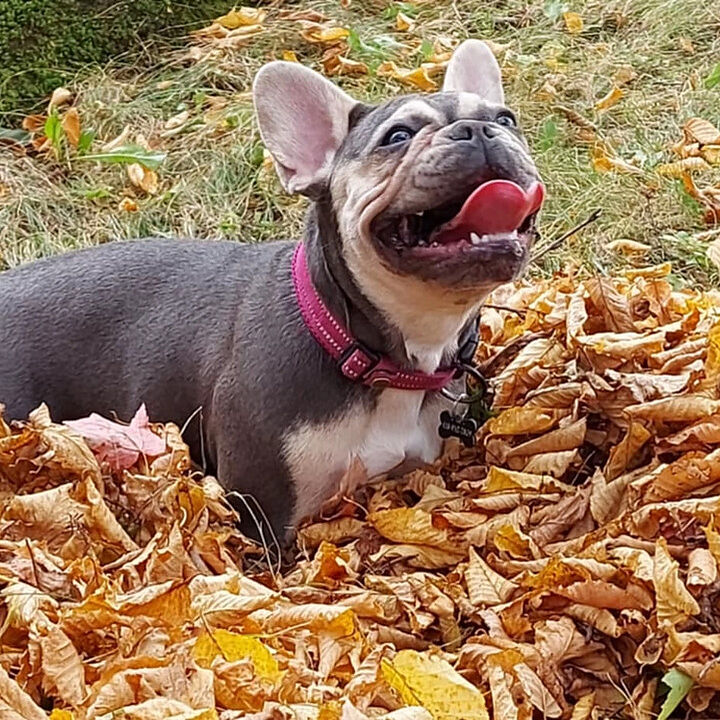 Maggie