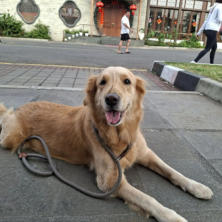 Buddy