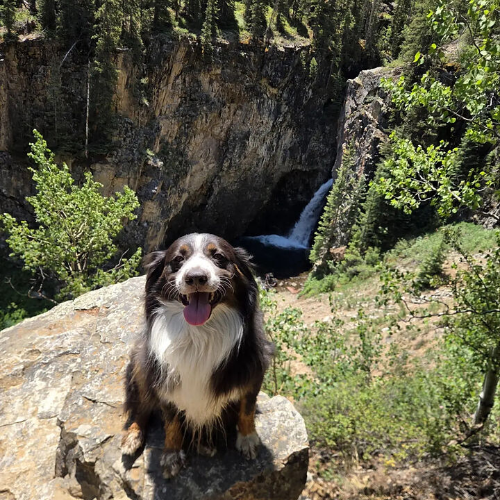 Toby