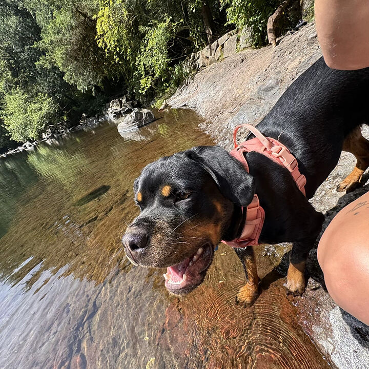 Otis