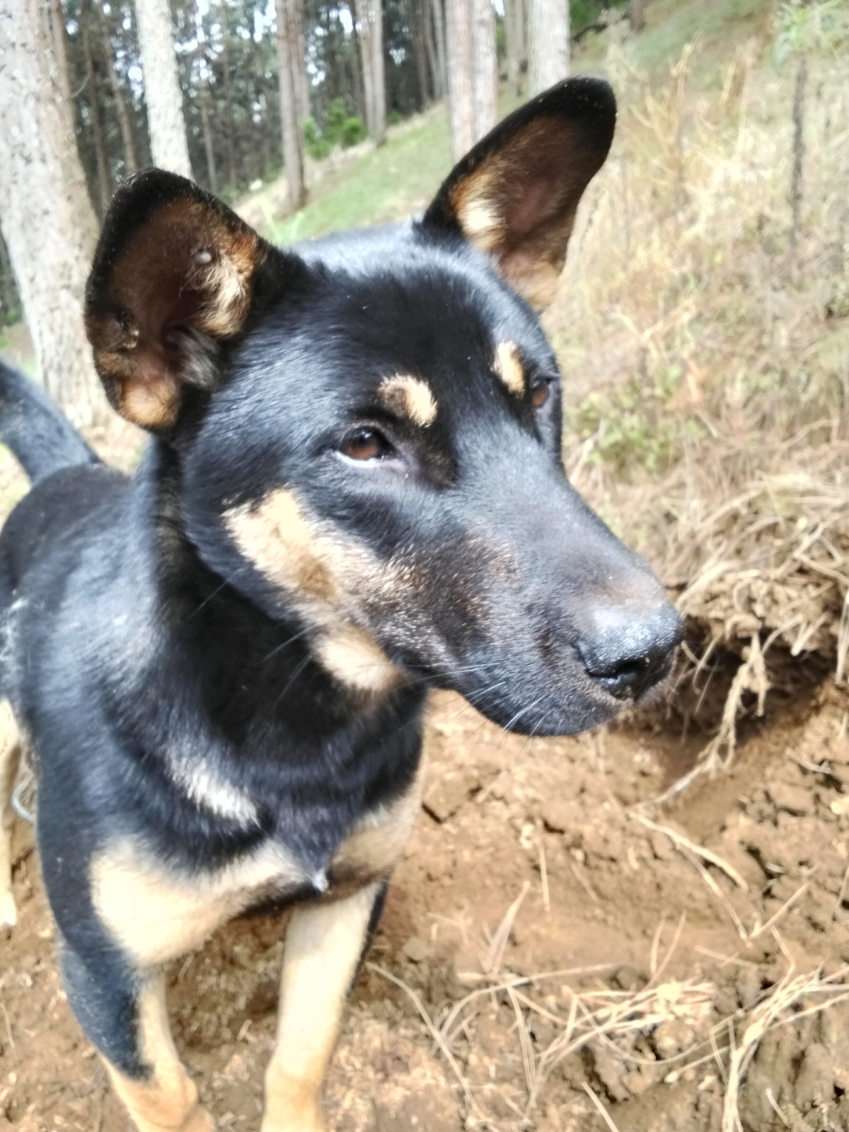 Muddy paws, full heart.