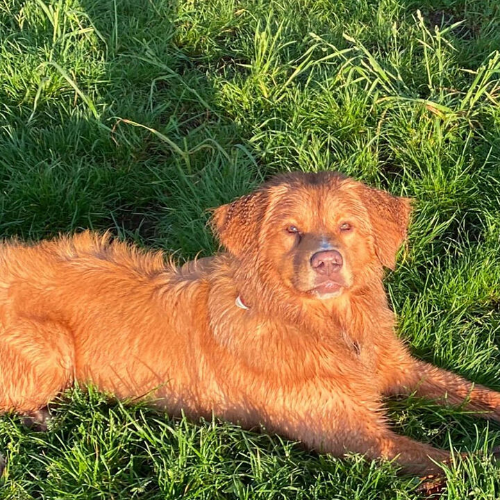 Buddy