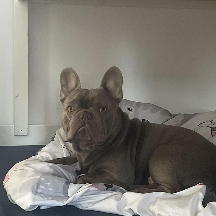 Duke