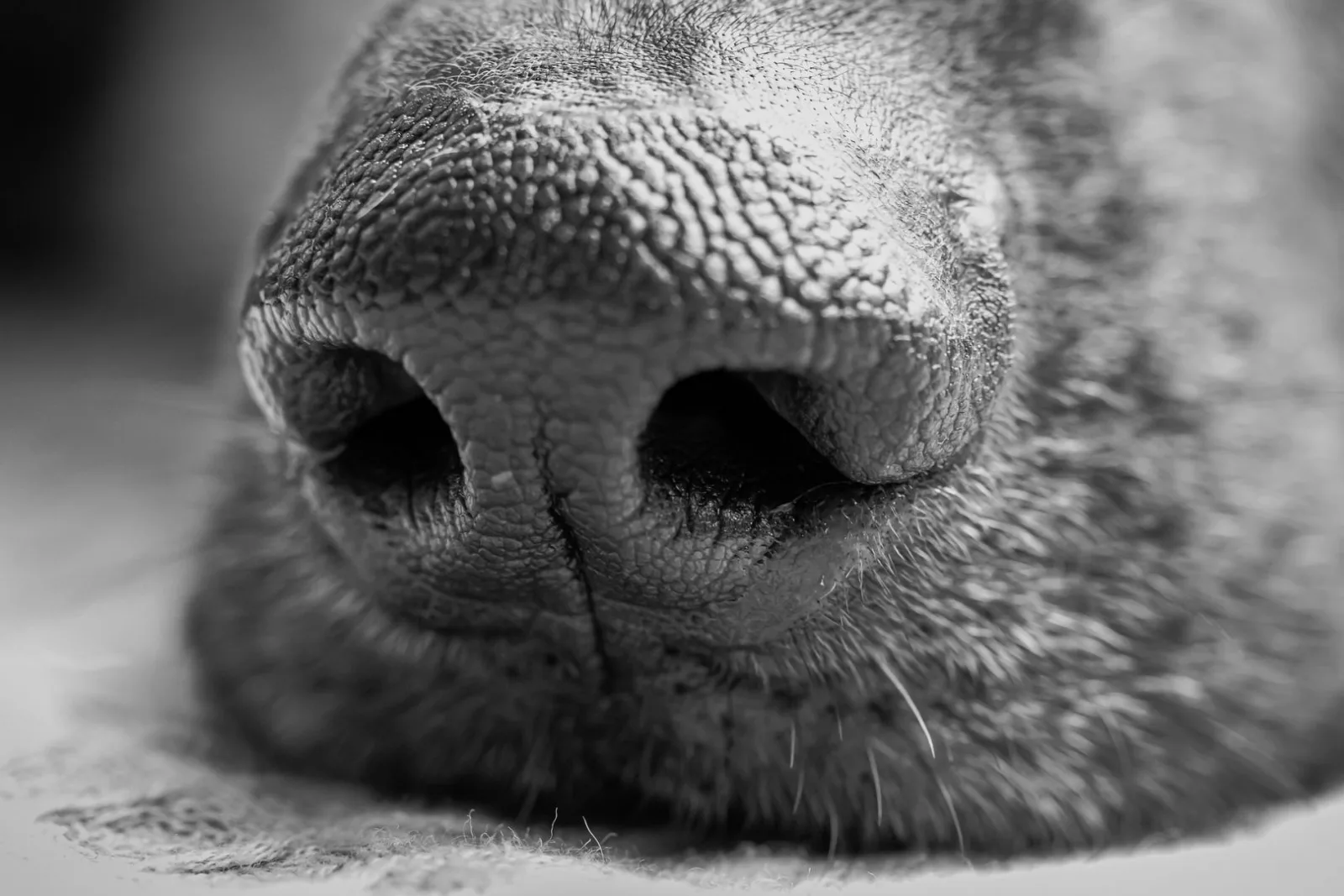 Sniffing out Japanese knotweed