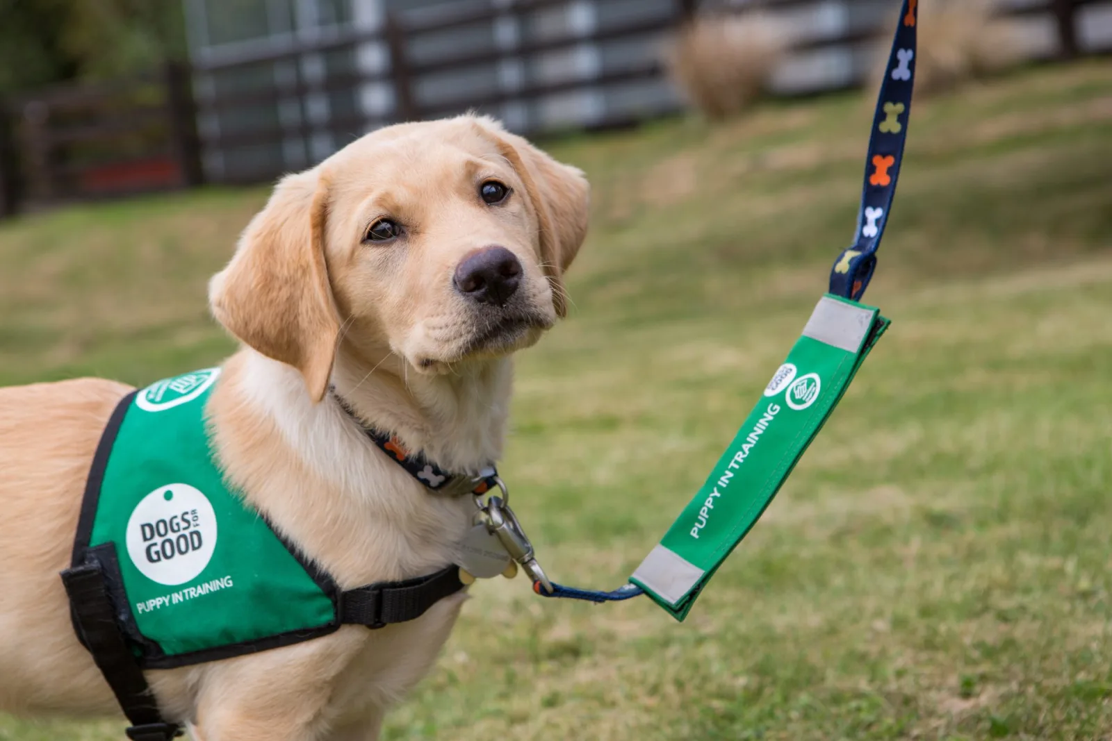 Dogs for Good needs puppy socialisers