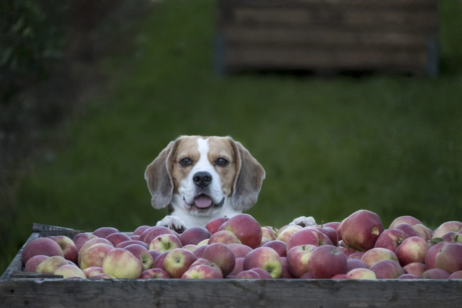 Can dogs eat bananas, strawberries, apples and tomatoes?